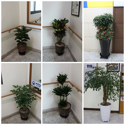화분비치(계단)